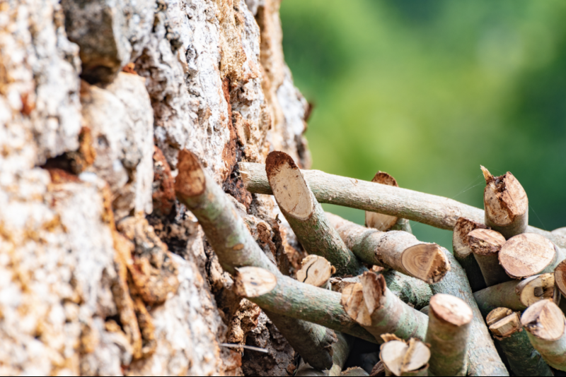 Lignin adhesive: The sustainable adhesive of the future