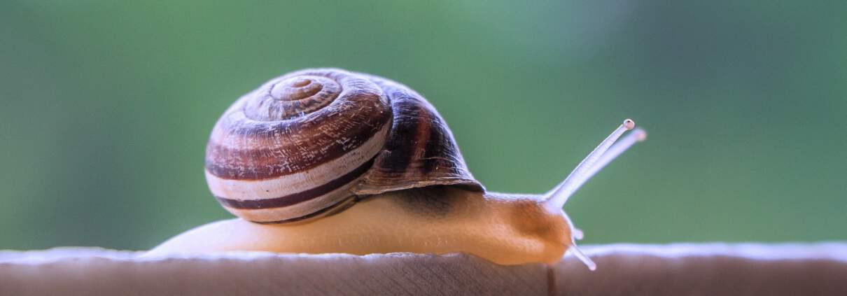 snail slime inspires super strong adhesive