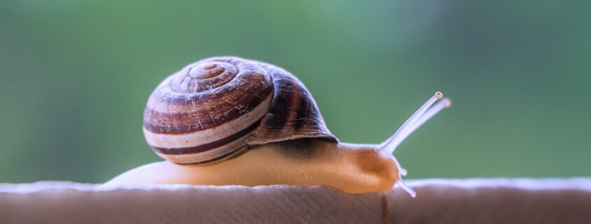 snail slime inspires super strong adhesive