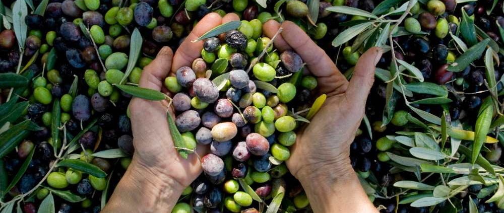 olive kernel powder as natural ingredient for coatings